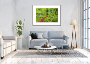 A framed landscape called Bluebell Woods by John Taggart Landscapes