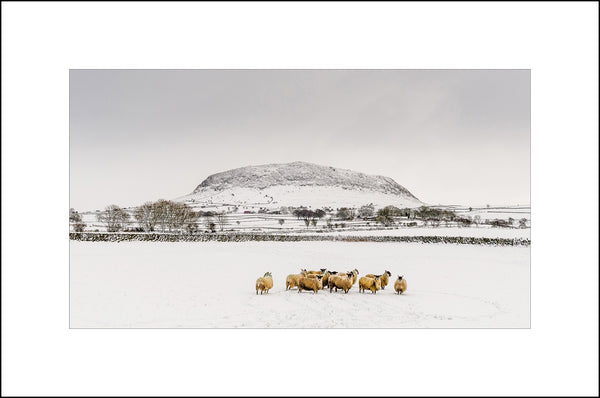 Winter Sheep on Slemish Mountain County Antrim by John Taggart Landscapes