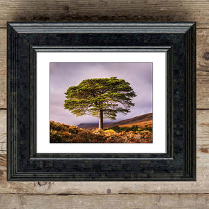 Glen Affric Pine