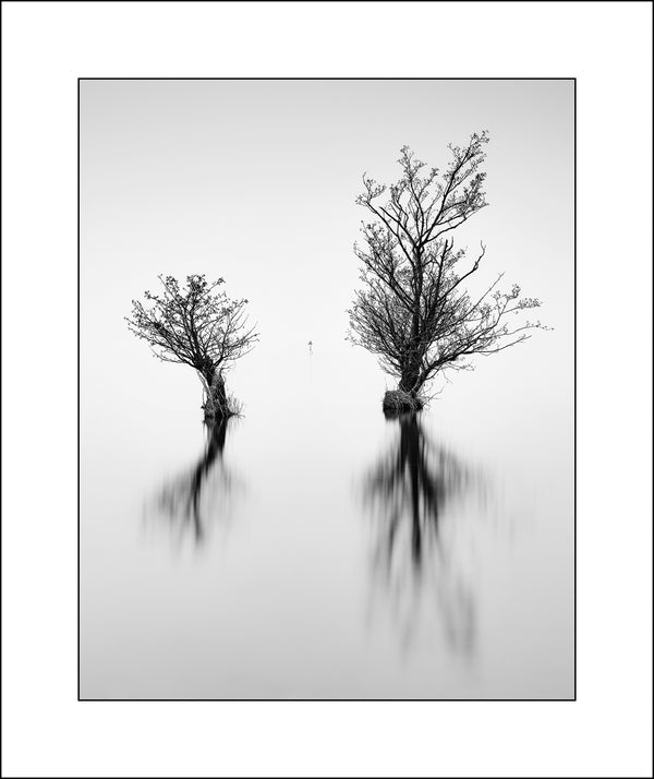 Trees on Lough Neagh in Fine Art Black & White Photography