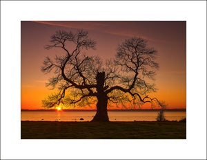 The Cabin Tree Lough Neagh Co Antrim Ireland by John Taggart  Landscapes