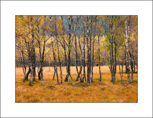 Birch Trees in Fine Art Landscape