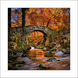 Irish Landscape Photography at Tollymore Forest