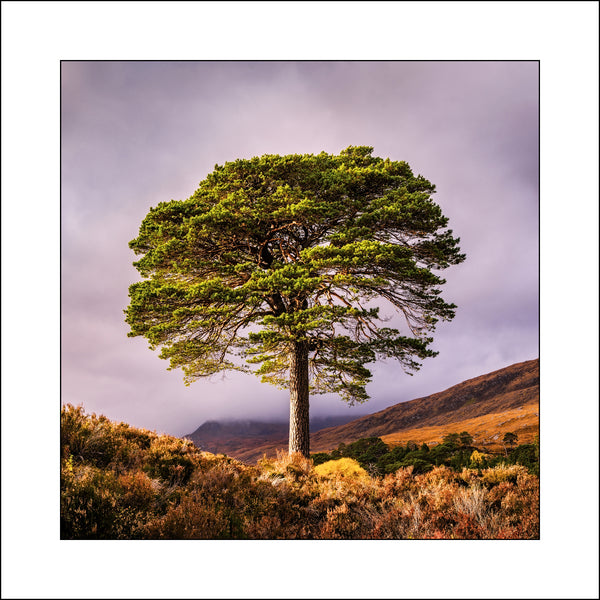 A Pine Tree in Glen Affric Scotland by Irish & Scottish Photographic Artist John Taggart