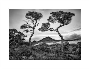 Glen Affric Pines Scottish Black & White Landscape Photography