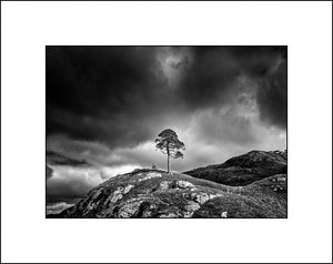 A lone Scots pine stands proudly on one of the hills in Glen Strathfarrar in the Scottish Highlands by John Taggart Landscapes