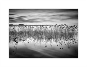 Black and White Landscape Photography of Reeds on Lough Neagh