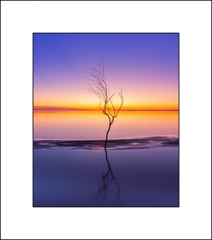 Lough Neagh Tree at Sunset near Antrim town in the north of Ireland by Irish landscape photographer John Taggart