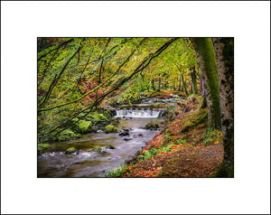 The Shimna River in Tollymore Co Down by John Taggart Landscapes