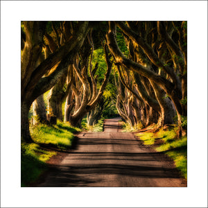 The Dark Hedges in summer by John Taggart Landscape Photographer