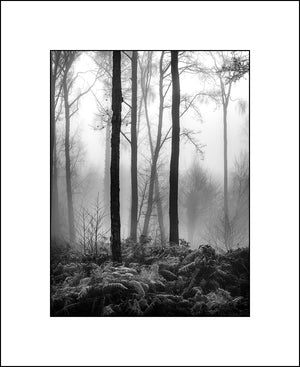 A foggy morning in the forest by John Taggart Landscape Photography